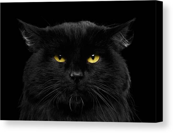 Black Canvas Print featuring the photograph Close-up Black Cat with Yellow Eyes by Sergey Taran