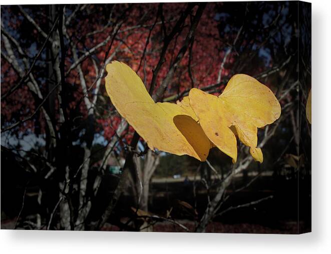 Fall Canvas Print featuring the photograph Colors of Fall #1 by Joseph G Holland