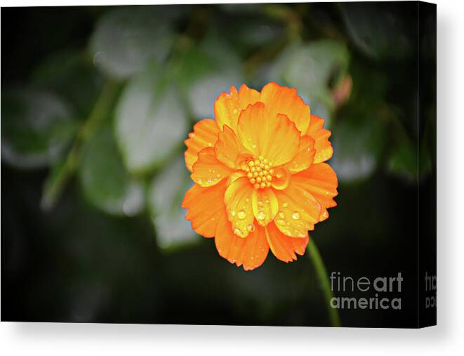 Joshua Mimbs Canvas Print featuring the photograph Cosmos #1 by FineArtRoyal Joshua Mimbs
