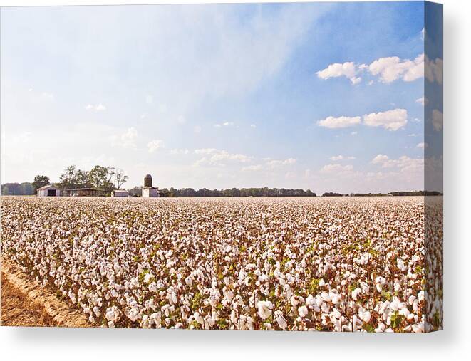 Cotton Field Canvas Print featuring the photograph Cotton Field by Scott Pellegrin