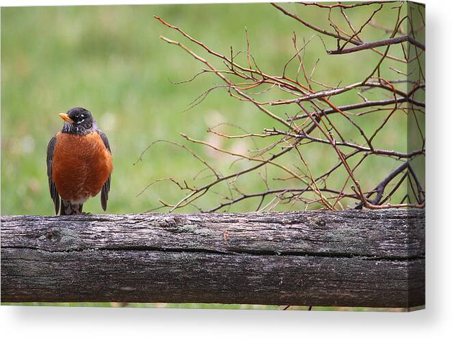 Red Robin Canvas Print featuring the photograph Country Living #1 by Living Color Photography Lorraine Lynch