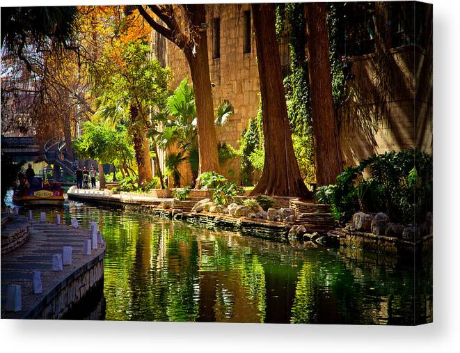 Cypress Trees Canvas Print featuring the photograph Cypress Trees in the Riverwalk #1 by Iris Greenwell