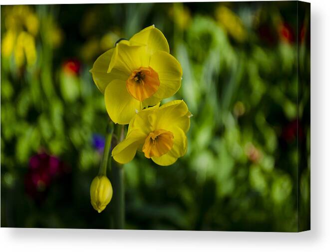  Canvas Print featuring the photograph Daffodils #1 by Dan Hefle