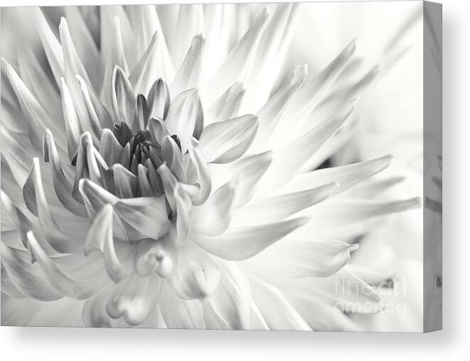 Dahlia Canvas Print featuring the photograph Dahlia #1 by Nailia Schwarz