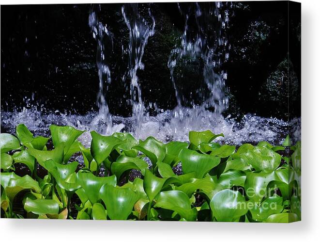 Water Canvas Print featuring the photograph Dancing Water #1 by Craig Wood