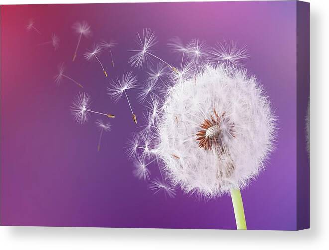 Abstract Canvas Print featuring the photograph Dandelion flying on magenta background #1 by Bess Hamiti