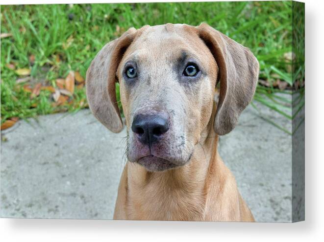 Photograph Canvas Print featuring the photograph Dante #1 by Larah McElroy