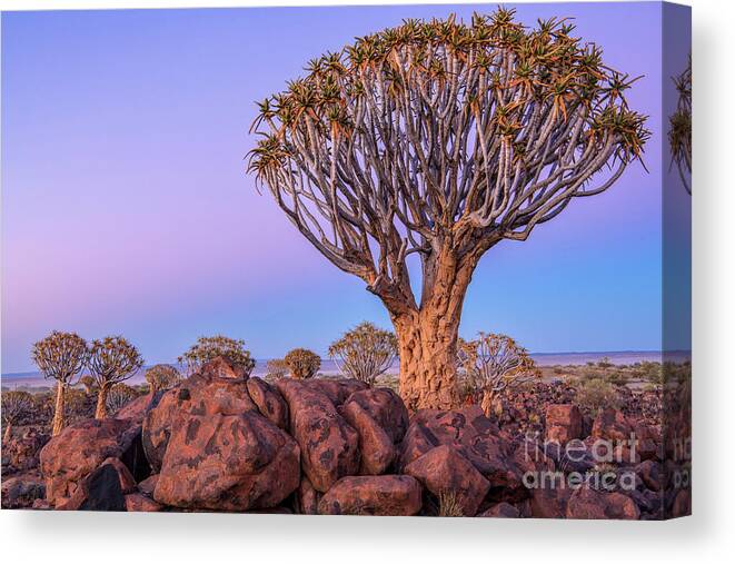 Africa Canvas Print featuring the photograph Dawn at the Quiver Trees #1 by Sandra Bronstein