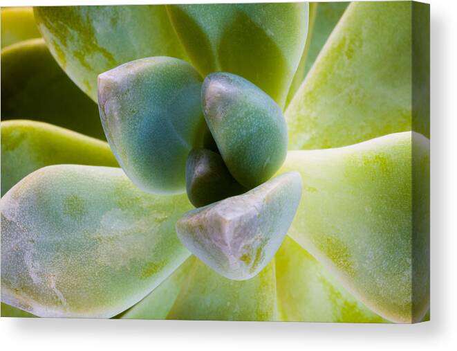 Beautiful Canvas Print featuring the photograph Blue Pearl Plant by Raul Rodriguez