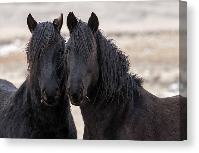 Black Stallion Canvas Print featuring the photograph Double Trouble #1 by Sandy Sisti