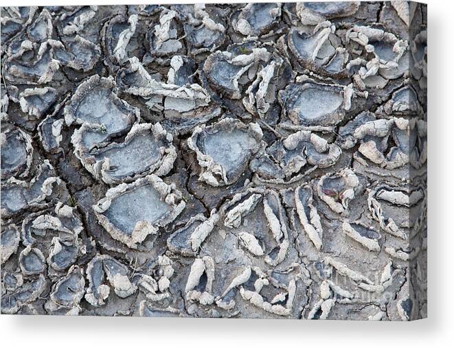 Mud Canvas Print featuring the photograph Drying Cracked Mud #1 by Inga Spence