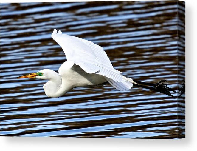 Egret Canvas Print featuring the photograph Egret, Wildwood Park PA #1 by John Daly
