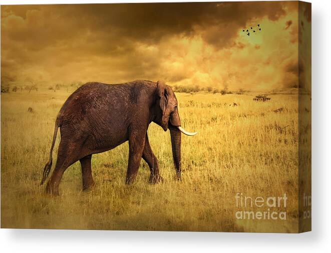 Elephant Canvas Print featuring the photograph Elephant #1 by Charuhas Images