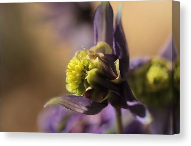 Columbine Canvas Print featuring the photograph Enchantment #1 by Connie Handscomb