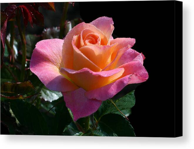 Rose Canvas Print featuring the photograph Enchantment #1 by Doug Norkum