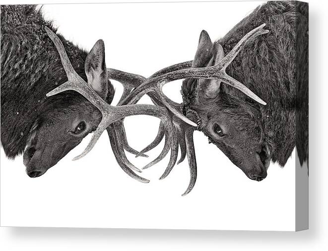 Nature Canvas Print featuring the photograph Eye to eye by Jim Cumming