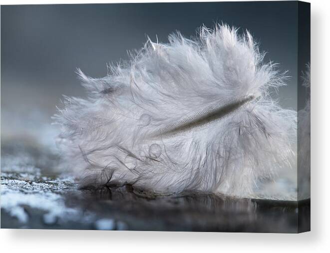 Feather Canvas Print featuring the photograph Feather #1 by Magdalena Bujak