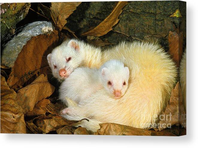 Adult Canvas Print featuring the photograph Ferret Mustela Putorius Furo #1 by Gerard Lacz