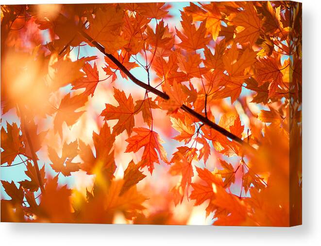 Leaves Canvas Print featuring the photograph Field of Orange #1 by Todd Klassy