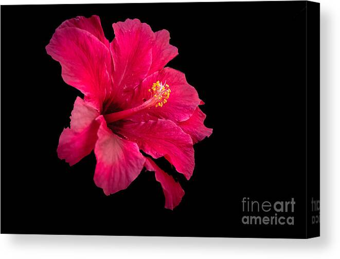 Hibiscus Canvas Print featuring the photograph Floating Hibiscus #2 by Robert Bales