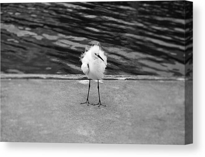 Snowy Egret Canvas Print featuring the photograph Floating on the Breeze #1 by Michiale Schneider