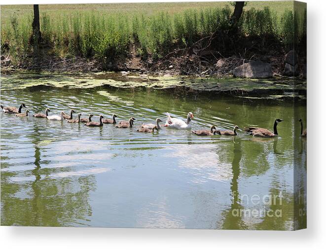 Geese Canvas Print featuring the photograph Follow the Leader #2 by Carol Groenen