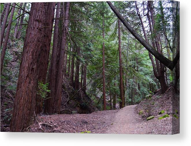 Forest Trail Canvas Print featuring the photograph Forest Trail #1 by Warren Thompson