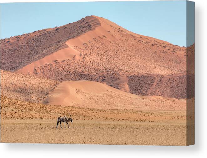 Gemsbok Canvas Print featuring the photograph Gemsbok - Namibia #1 by Joana Kruse