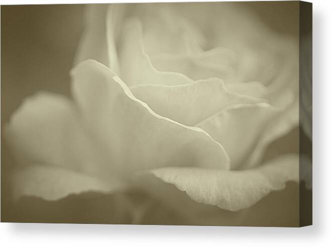 Roses Canvas Print featuring the photograph Gentle Rose #1 by The Art Of Marilyn Ridoutt-Greene