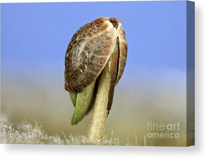 Botany Canvas Print featuring the photograph Germinating Marijuana Seed, Cannabis #1 by Ted Kinsman