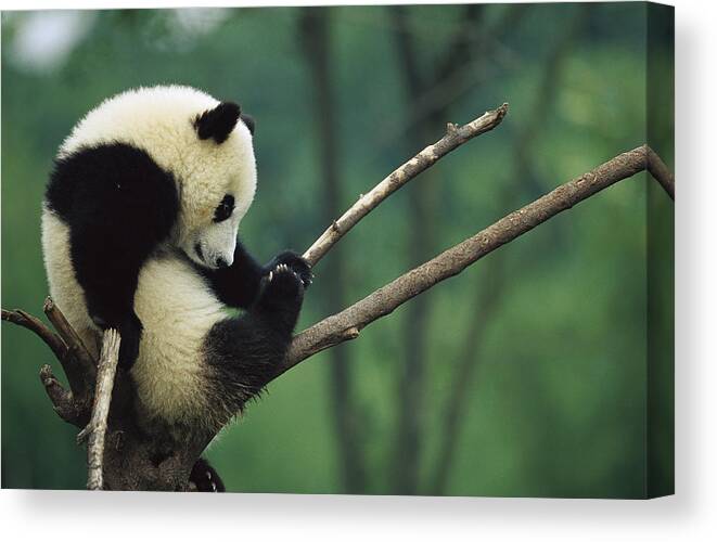 Mp Canvas Print featuring the photograph Giant Panda Ailuropoda Melanoleuca Year #1 by Cyril Ruoso