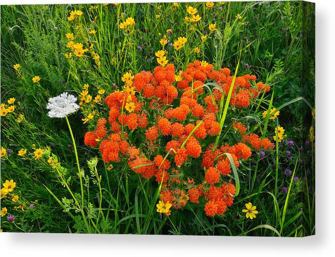 Butterfly Weed Canvas Print featuring the photograph Glacial Wildflowers #1 by Ray Mathis