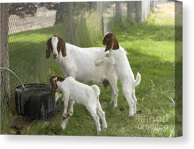 Boer Goat Canvas Print featuring the photograph Goat With Kids #1 by Inga Spence