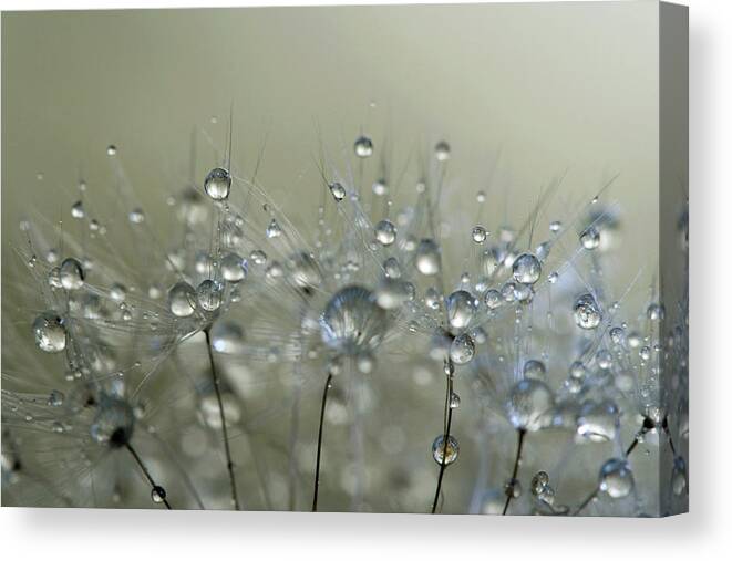 Dandelion Canvas Print featuring the photograph Gold Sparkles #1 by Sharon Johnstone