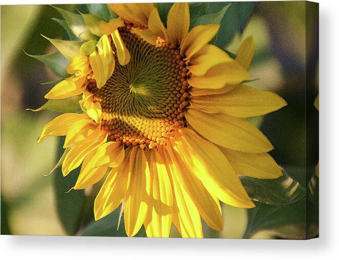Golden Sunflower Canvas Print featuring the photograph Golden 2 - by Julie Weber