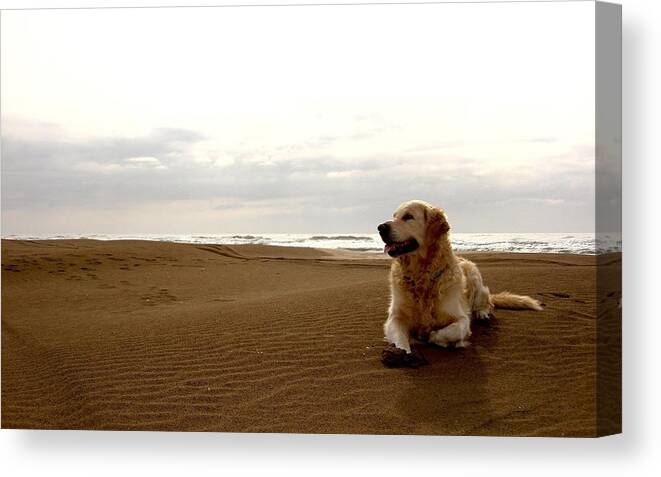Golden Retriever Canvas Print featuring the photograph Golden Retriever #1 by Jackie Russo