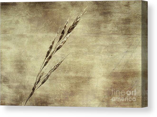 Grass Canvas Print featuring the photograph Grass Seeds #2 by Les Palenik