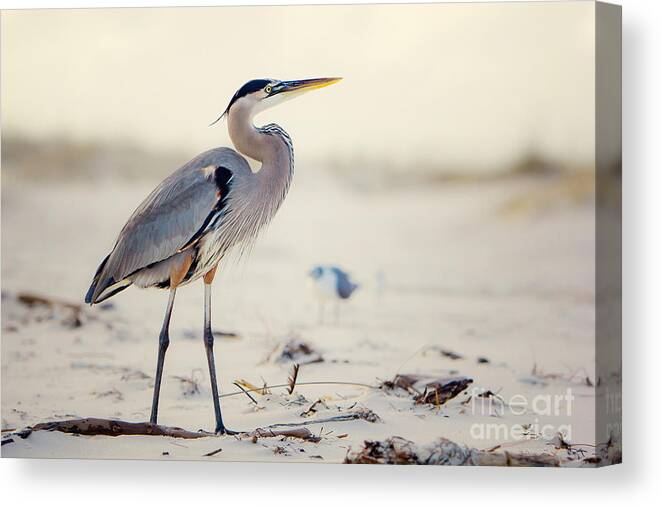Bird Canvas Print featuring the photograph Great Blue Heron #2 by Joan McCool