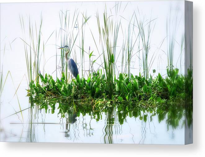 Crystal Yingling Canvas Print featuring the photograph Great Blue on Green Island #1 by Ghostwinds Photography