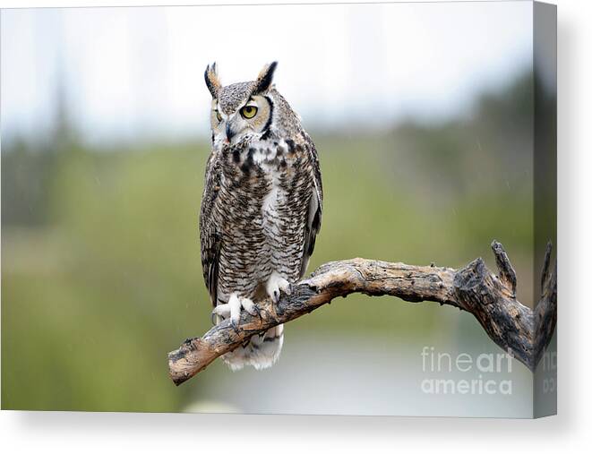 Denise Bruchman Canvas Print featuring the photograph Great Horned Owl #2 by Denise Bruchman