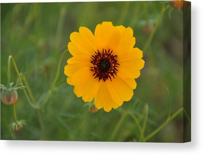 Texas Hill Country Canvas Print featuring the photograph Greenthread #1 by Frank Madia
