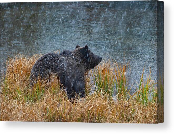 Mark Miller Photos Canvas Print featuring the photograph Grizzly in Falling Snow by Mark Miller