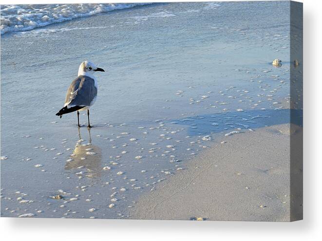 Photograph Canvas Print featuring the photograph Gull #1 by Larah McElroy