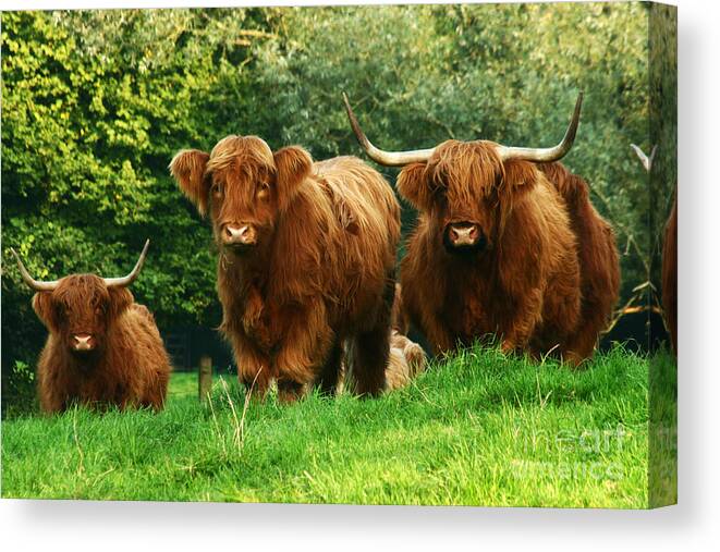 Cow Canvas Print featuring the photograph Highland Cattle #1 by Ang El