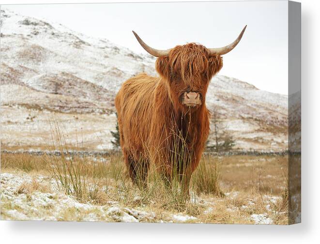 Highland Cattle Canvas Print featuring the photograph Highland Cow by Grant Glendinning
