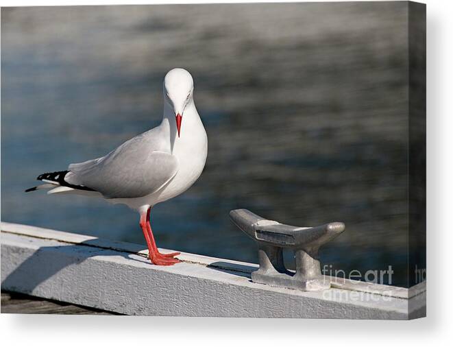 Nature Photography Canvas Print featuring the photograph Humble Beauty - Seagull #1 by Geoff Childs