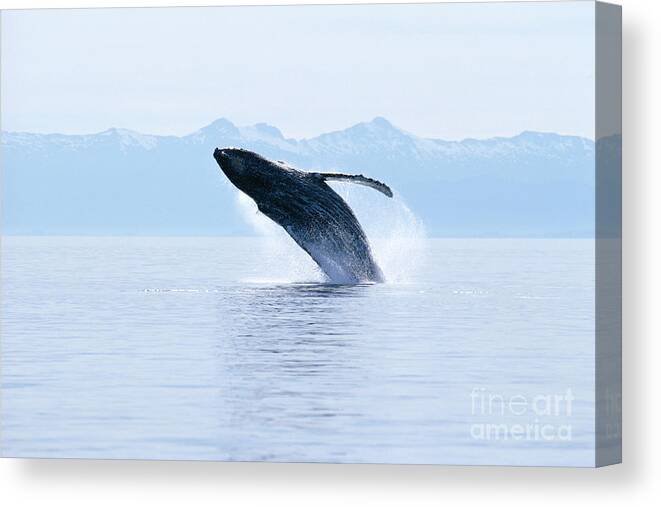 Active Canvas Print featuring the photograph Humpback Whale Breaching #1 by John Hyde - Printscapes