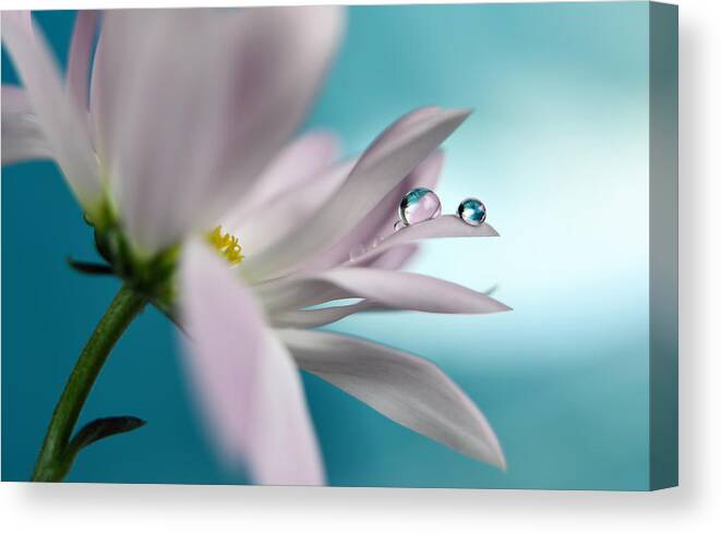 Flower Canvas Print featuring the photograph In Turquoise Company by Heidi Westum