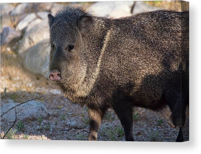 Arizona Canvas Print featuring the photograph Javelina #1 by Dan McManus