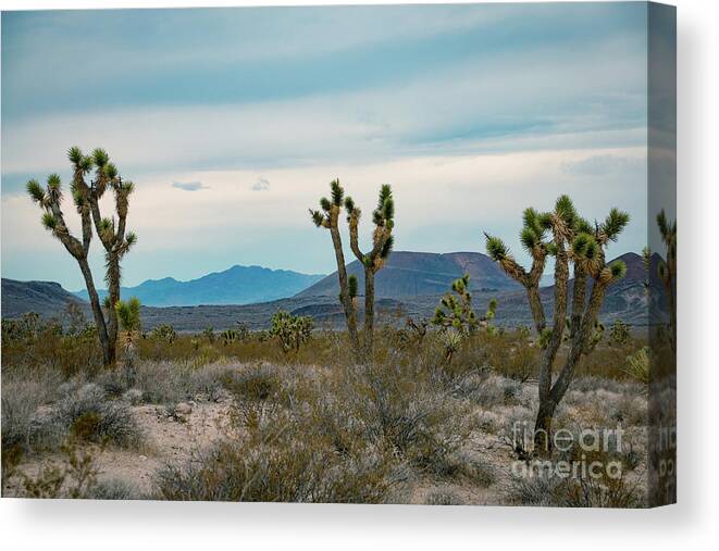 Hill Canvas Print featuring the photograph Joshua Trees with hills in the background in the USA #1 by Amanda Mohler